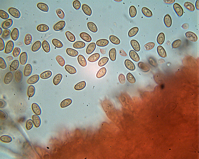 Inocybe??? dal giardino di Paolofon